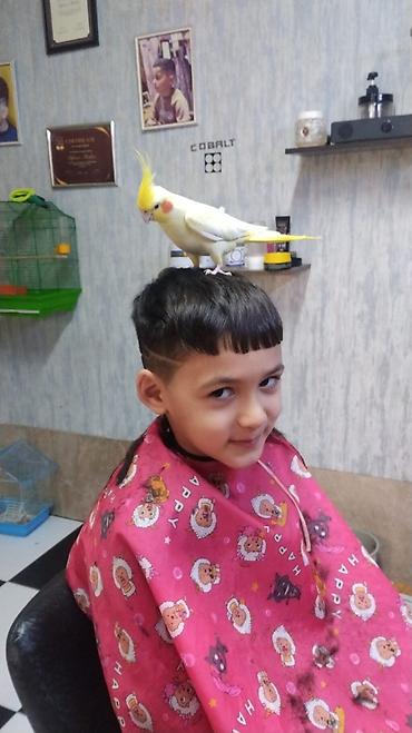 Quşlar: Vatsap elaqə qurun Birdə neçə dənə korella quşu var. Onların rəngləri — 3