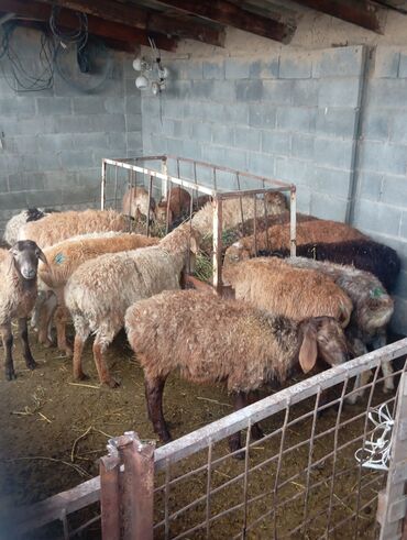 домик для кот: Сатам | Ургаачы кой (ургаачы) | Көбөйтүү үчүн