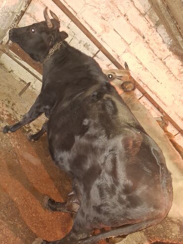 Inəklər, öküzlər: Qisir ineyler 4 de etdiydir alan olsa razilawma olacaq mallar — 13