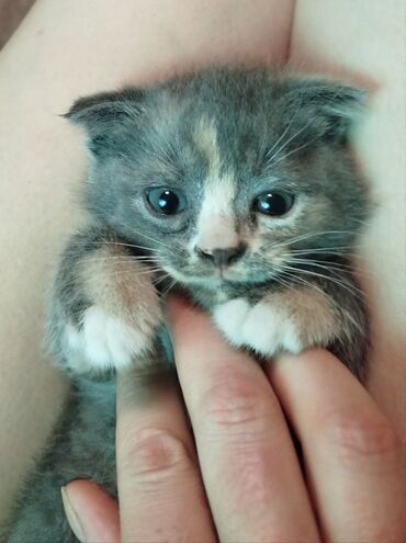 кошка с разными глазами: Скотиш Фолд (Шотландская вислоухая), 2 месяца, Девочка, Серый, Приучена к лотку