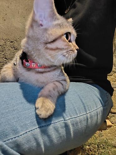 pişiklər: Tabbi, Dişi, Yaxşı əllərə — 2