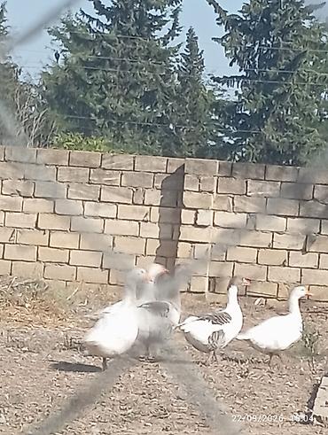 ordəy balası: Yerli qaz temiz əti 4.4.500 .5 kq 40 Azn Ördək 11 Azn ünvan Celilabad — 1