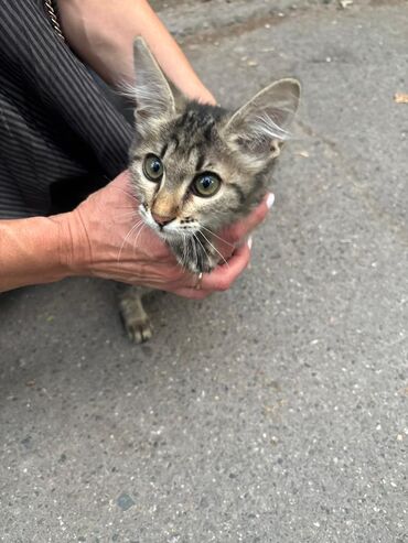 отдам котёнка в добрые руки: Породасыз, 3 айлык, Ургаачы