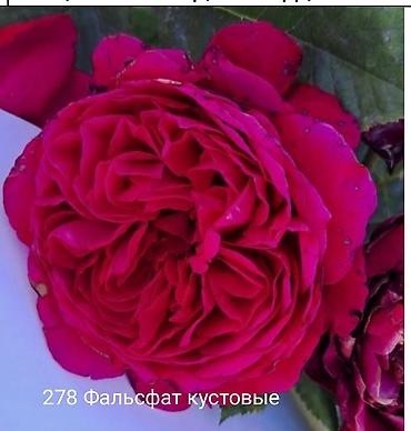 Rose saplings: Кустовые розы — сорта: - Э Шропшир Эд (№534): густомахровые — 13