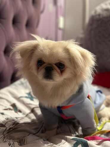 İtlər: Pekines, 3 il, Dişi, Peyvəndli, Ödənişli çatdırılma