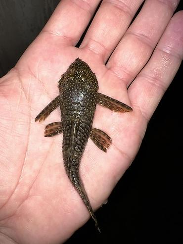 Akvarium aksesuar və ləvazimatları: Akvarium balığı – Hypostomus plecostomus (bristlenose/“sucker” tipli — 6