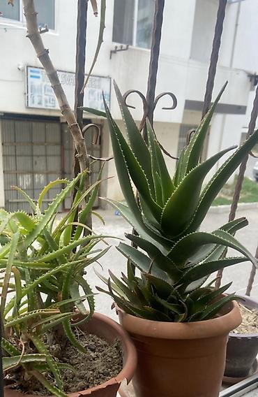 алоэ пайдасы: Aloe (sukkulent) – dekorativ otaq və balkon bitkisi - Növ: Aloe — 1