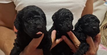 Psi: Pudle – štenad mini tipa Opis: - Preslatka legla pudli sa kovrdžavom — 7