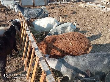 heyvan alqi satqisi: 3baş quzu var 1erkək diri 34 kq 1baş qala dişi bir baş Beyləqan dönmə — 3