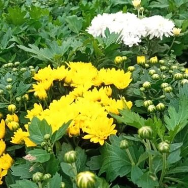 Otaq bitkiləri: Xrizantema payızgüllərinin topdan və pərakəndə satışı. Qiymətlər — 10