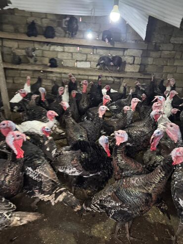 Hinduşka: Məhsul: Hinduşka sürüsü Təsvir: - Şəkillərdə gördüyünüz damazlıq — 6