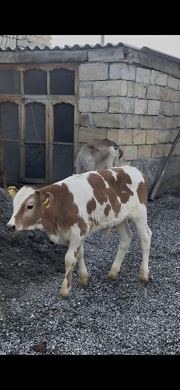 Dana, buzov: 1250 Manatdan BAŞLAYİR! Simental, Angus Şarol Lumizin Ağqulaq — 12