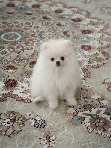 pomerian spits: Şpitz, 4 ay, Erkək, Peyvəndli, Ünvandan götürmə — 8
