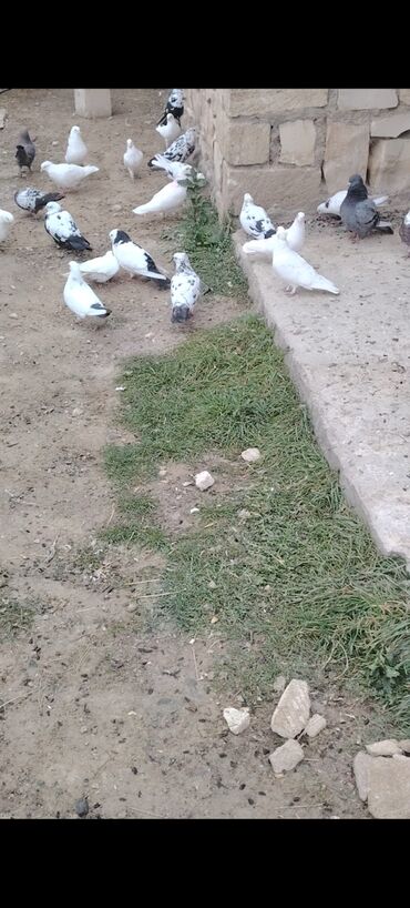 Göyərçinlər: Quşlar satılır kom 3 m üsd üsdə çoxsu çütdü tam sağlam heyvanlardı 30 — 8