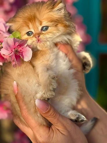 Pişiklər: Fars — 7