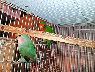 Digər quşlar: Nerazlucnik fişer ayrilmazlar maskvıy deyillər cütdu satılır hazır — 12