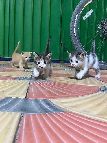 тайские кошки: Отдам кошку и ее котят в добрые руки! - Порода: домашние — 2