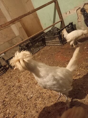 Cücələr: Məhsul: Toqquz-tüklü (toppuzbaş) dekorativ cücələr və gənc toyuqlar — 8