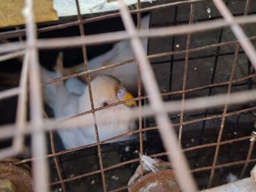 Tutuquşları: Salam umumi 10 qusdur 2 çütdür 6 si ise tek tek sekillerdede var cut — 8