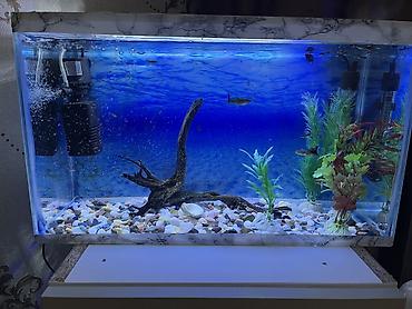 akvarium azn: Dördbucaq akvarium, Balıqlarla birlikdə, 30 l, Ünvandan götürmə — 1