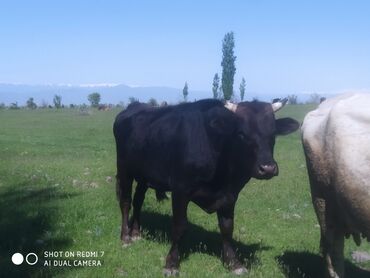 Коровы, быки: Продаю | Бык (самец) | Швицкая | Для разведения | Осеменитель, Искусственник