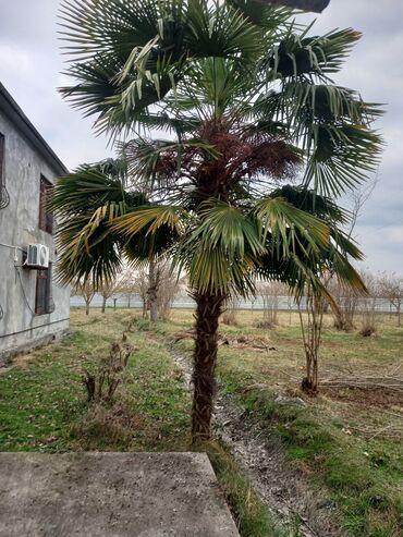 Otaq bitkiləri: Palma agacları satılır hündürlük 4 metr