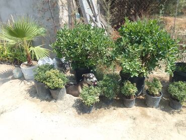 Tinglər: Həmişəyaşıl dekorativ kollar – qablarda - Növ: Euonymus japonicus — 14