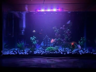 Akvariumlar: Dördbucaq akvarium, Balıqlarla birlikdə, 90 l — 1