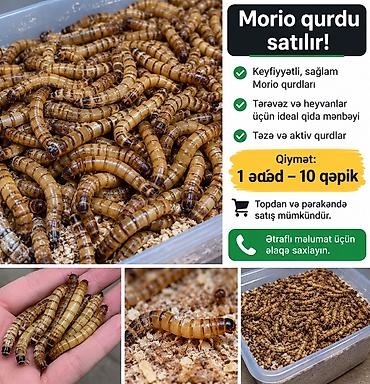 donuz yemi: Morio qurdları satılır - Keyfiyyətli, sağlam və aktiv morio qurdları — 1