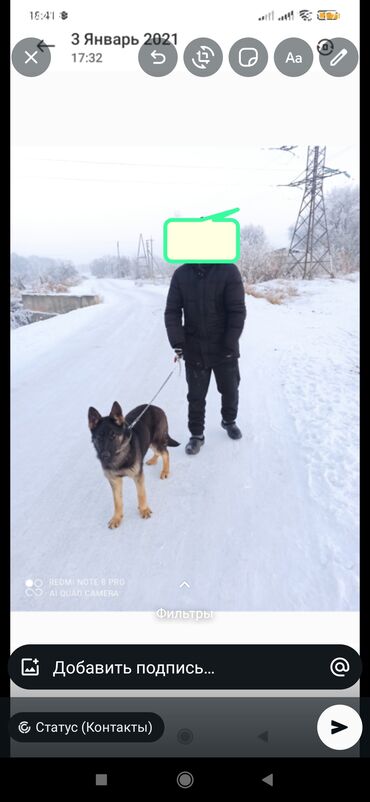 звонок собака фото: Восточноевропейская овчарка, 6 месяцев, Самка, С прививкой