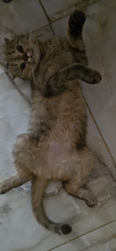 yumru akvariumlar: Şotland, Yaxşı əllərə — 5