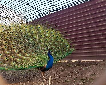 Tovuz quşları: Məhsul: Tovuzquşu (erkək) Təsvir: - Parlaq mavi boyun və döş, geniş — 4