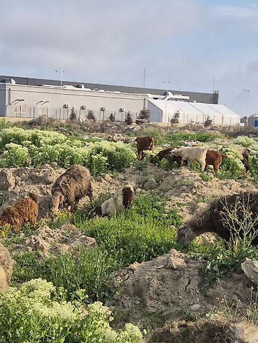 landşaft dizayn: Qoyun və Keçi Otarma Xidməti - Yaşıllıq sahələrinin, sənaye və — 1