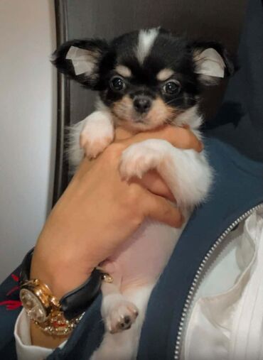 İtlər: Çixuahua, 2 ay, Erkek, Peyvəndli — 3