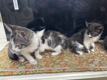 купить кошку сфинкс: Бесплатно котята в добрые руки ! 
Уже сами кушают ходят в туалет