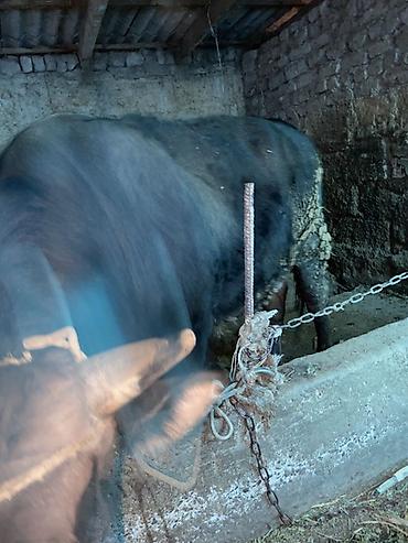 Коровы, быки: Продаю | Бык (самец) — 5