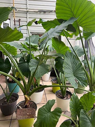 Алоказии: Аллоказия крупнолистная (вероятно Alocasia macrorrhizos не привозные — 2