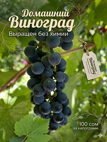 уроон картошка: Виноград - классический винный сорт Ягоды мелкие, круглые — 1