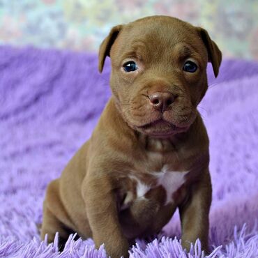 quba itler: Pitbul, 1 ay, Erkek, Ünvandan götürmə