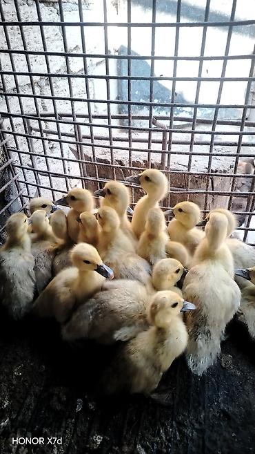 ordek qiymetleri: Lal ördək balalari qara zümrüd krasnadar macar lavanda 7 gündən 3 aya — 4