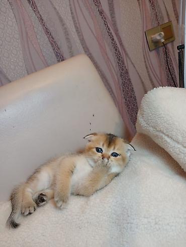 Pişiklər: Erkək — 2