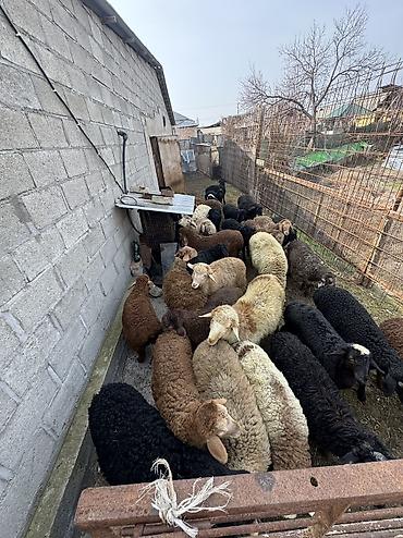 Баран, овца: Продаю | Овца (самка), Ягненок, Баран (самец) | Гиссарская, Полукровка, Меринос | На забой, Для разведения, Для шерсти | Племенные, Кастрированные, Осеменитель — 15