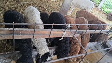 услуги стрижки овец: Продаю |