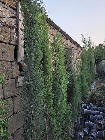 kiparis agaci: Pramida şam ağacı boyları 2 metr — 1