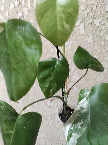 Монстеры: Монстера Альба Монстера Тайское Созвездие, черенки и взрослые цены — 7