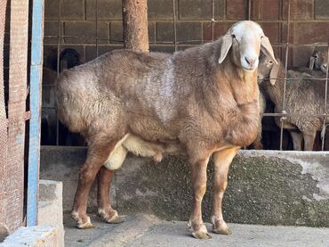 Баран, овца: Продаю | Баран (самец) | Арашан | Для разведения | Осеменитель — 6