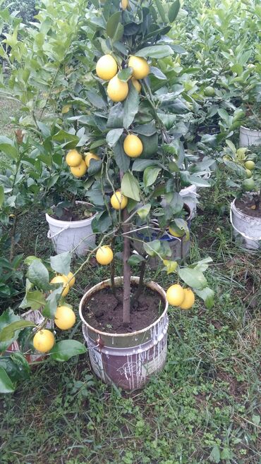 limon agacı: Limon mandarin kinkan portagal sitrus meyvelerin satışı üstünde
