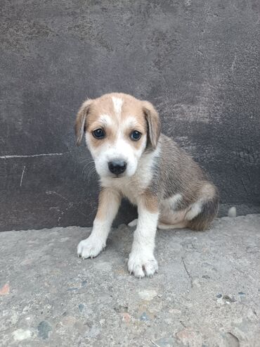 водолаз собака: Собака даром: Дворняжка, 1 месяц, Самка