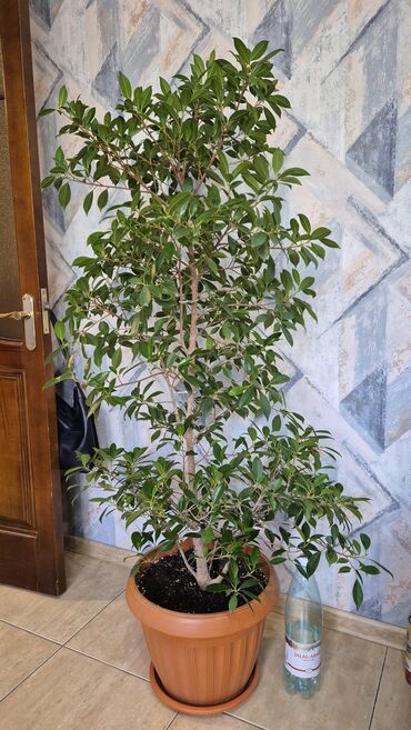 фитолампы для растений: Фикус (вероятно Бенджамина) в крупном горшке - Крупномер комнатного