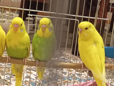 Tutuquşları: Çex tutuquşu balaları satılır 2 aylıqdırlar 3-ü birlikdə 56 manat — 2